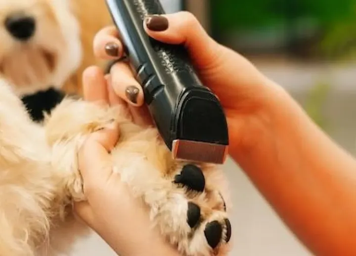 Groomer trimming a dog's paw