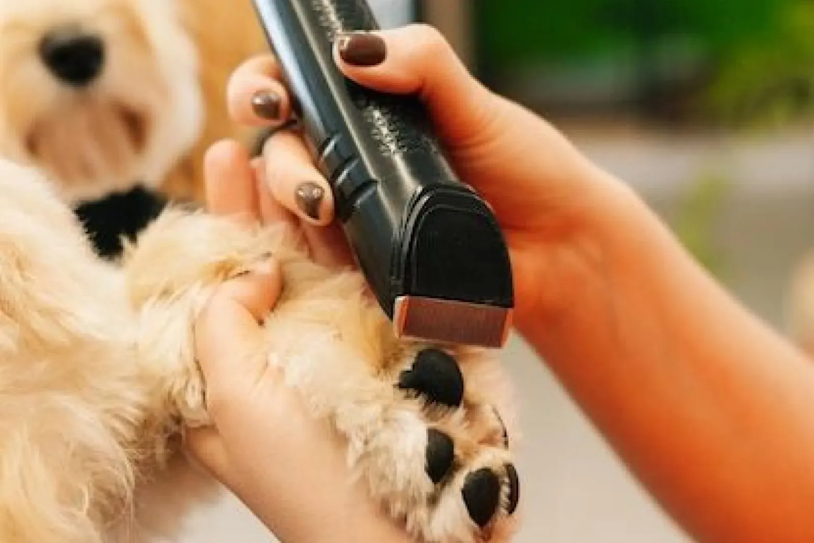 Pet Salon